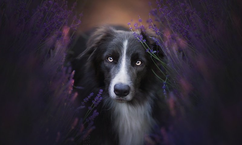 Обои цветы, природа, взгляд, собака, бордер-колли, flowers, nature, look, dog, the border collie разрешение 2048x1365 Загрузить