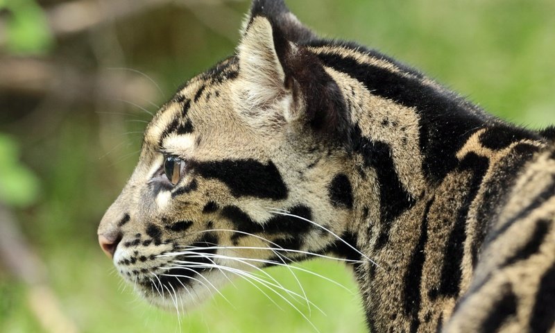 Обои морда, усы, шерсть, профиль, окрас, дымчатый леопард, face, mustache, wool, profile, color, clouded leopard разрешение 4680x3304 Загрузить