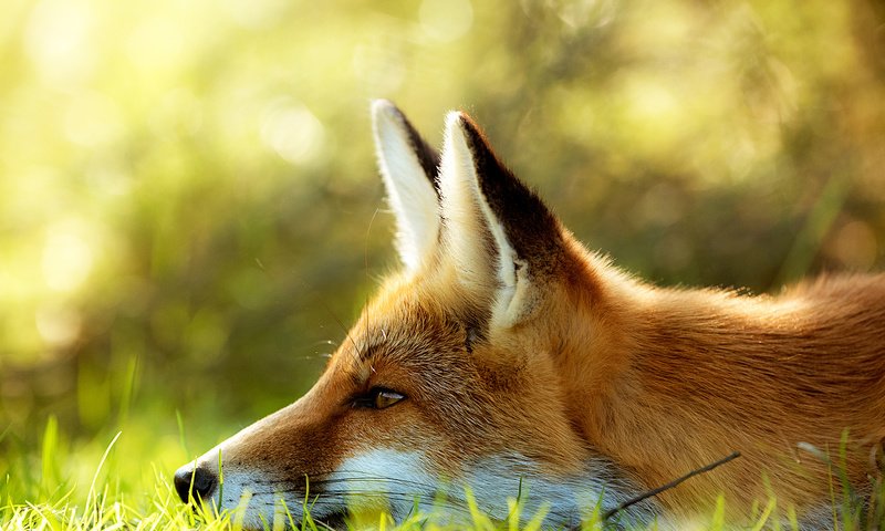 Обои морда, трава, лиса, профиль, лисица, face, grass, fox, profile разрешение 2000x1335 Загрузить