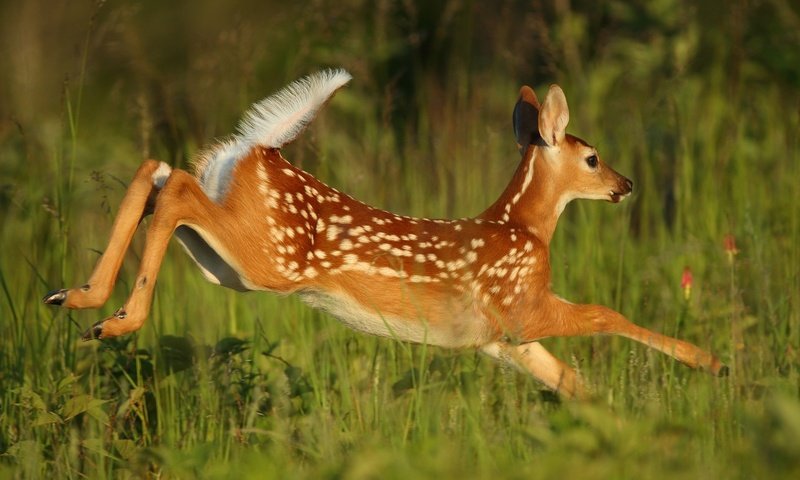 Обои трава, олень, прыжок, бег, детеныш, косуля, олененок, grass, deer, jump, running, cub, roe, fawn разрешение 2048x1152 Загрузить