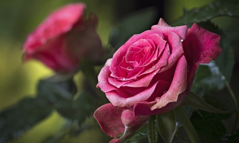 Обои цветы, бутоны, капли, розы, лепестки, flowers, buds, drops, roses, petals разрешение 1920x1440 Загрузить