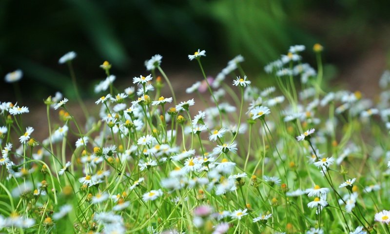 Обои трава, зелень, лето, ромашки, стебли, полевые цветы, grass, greens, summer, chamomile, stems, wildflowers разрешение 1920x1280 Загрузить