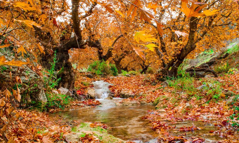 Обои деревья, природа, лес, листья, ручей, осень, trees, nature, forest, leaves, stream, autumn разрешение 1920x1200 Загрузить