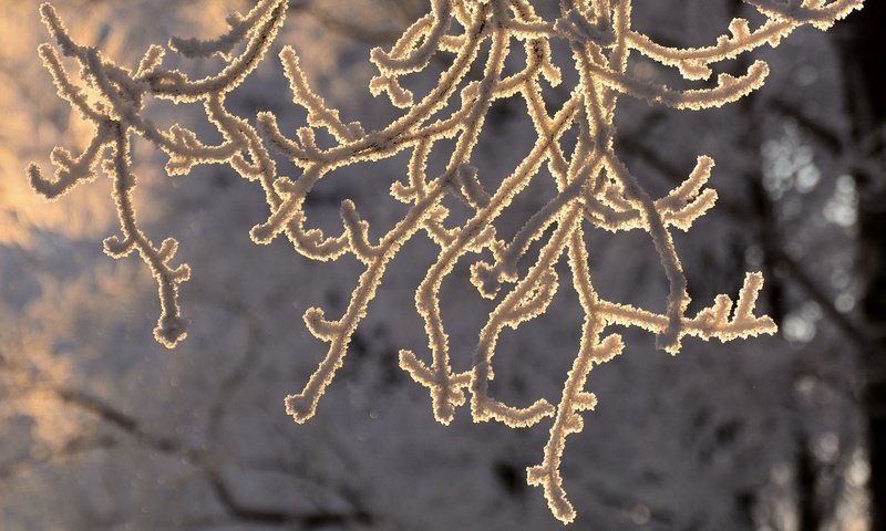 Обои снег, зима, макро, ветки, мороз, иней, snow, winter, macro, branches, frost разрешение 1920x1200 Загрузить