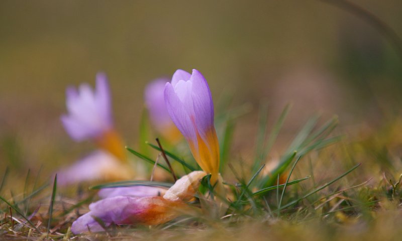 Обои цветы, трава, природа, размытость, весна, крокусы, flowers, grass, nature, blur, spring, crocuses разрешение 3840x2400 Загрузить