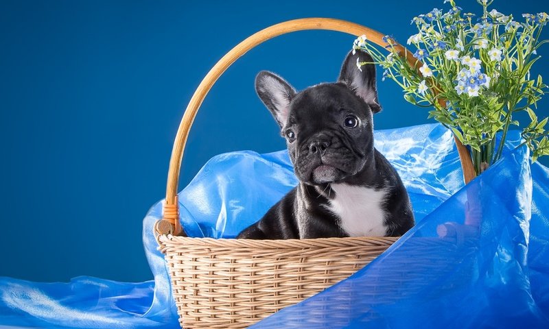 Обои цветы, бульдог, мордочка, французский бульдог, взгляд, собака, щенок, ткань, незабудки, корзинка, flowers, bulldog, muzzle, french bulldog, look, dog, puppy, fabric, forget-me-nots, basket разрешение 2880x1800 Загрузить