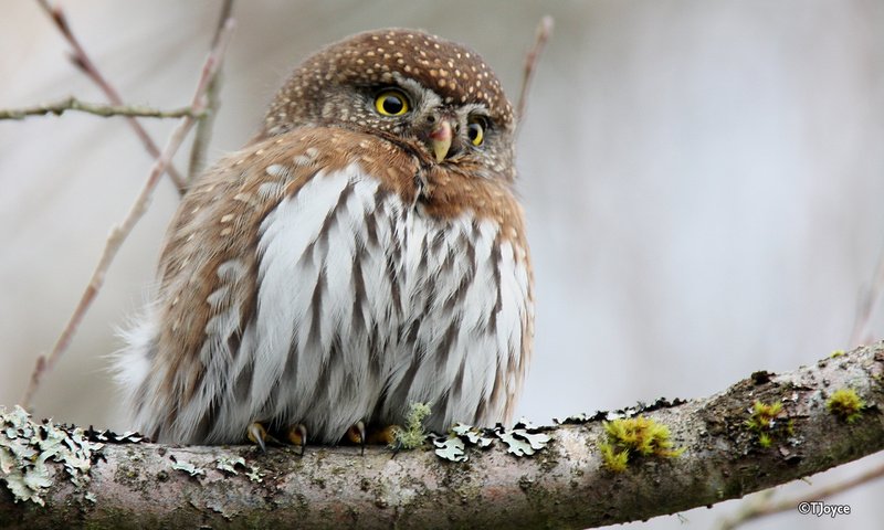 Обои сова, ветка, птица, клюв, перья, сыч, воробьиный сыч, owl, branch, bird, beak, feathers, pygmy owl разрешение 2880x1800 Загрузить