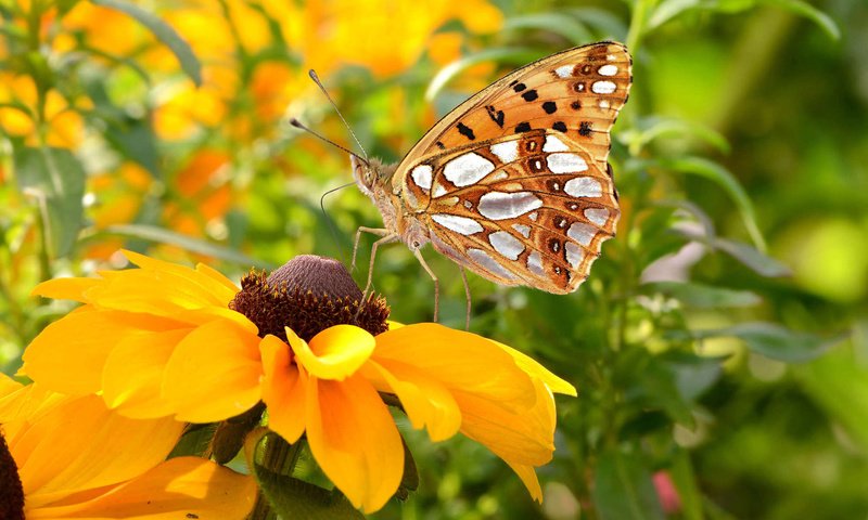 Обои цветы, насекомое, лепестки, бабочка, крылья, рудбекия, flowers, insect, petals, butterfly, wings, rudbeckia разрешение 1920x1200 Загрузить
