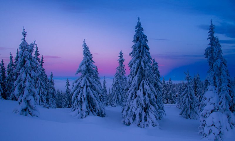 Обои небо, деревья, снег, природа, зима, елки, the sky, trees, snow, nature, winter, tree разрешение 1920x1200 Загрузить