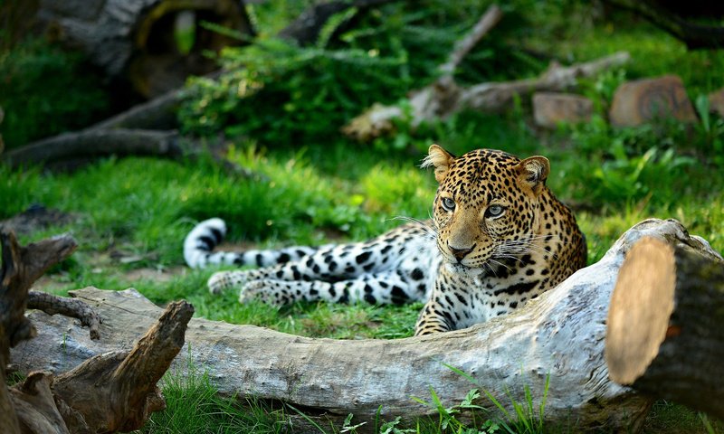 Обои морда, взгляд, леопард, хищник, дикая кошка, patrik staněk, face, look, leopard, predator, wild cat разрешение 1920x1200 Загрузить