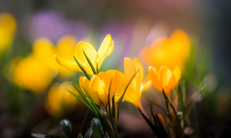 Обои цветы, лепестки, размытость, весна, желтые, крокусы, flowers, petals, blur, spring, yellow, crocuses разрешение 1920x1200 Загрузить