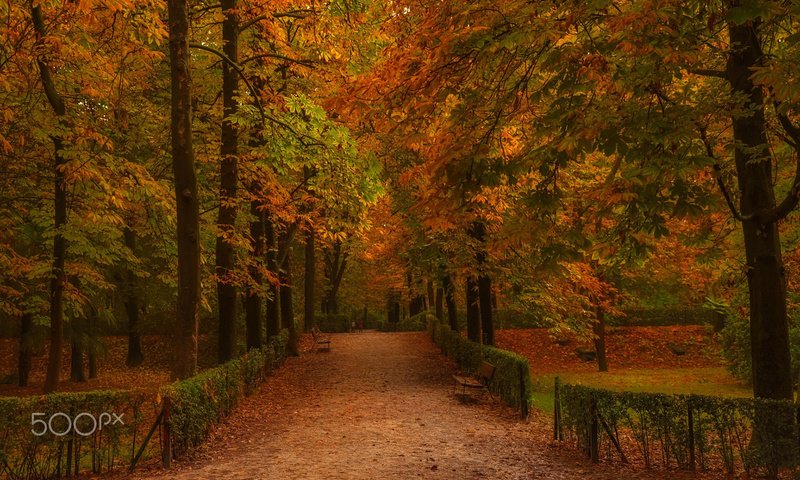 Обои дорога, деревья, парк, стволы, осень, забор, аллея, road, trees, park, trunks, autumn, the fence, alley разрешение 1920x1200 Загрузить