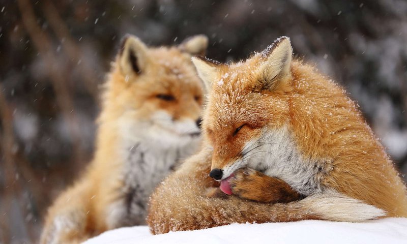 Обои снег, зима, лиса, язык, снегопад, лисы, snow, winter, fox, language, snowfall разрешение 1920x1200 Загрузить