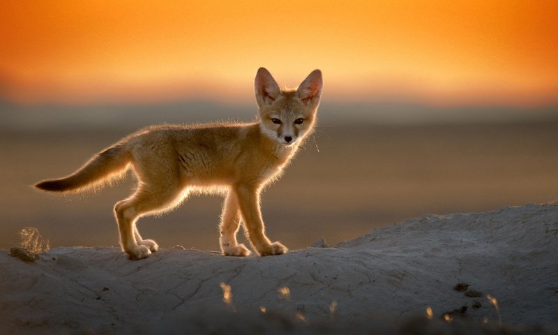 Обои закат, пустыня, лиса, фенек, лисица, уши, хвост, лисичка, sunset, desert, fox, fenech, ears, tail разрешение 1920x1200 Загрузить