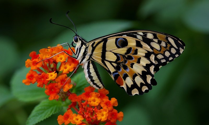 Обои цветы, макро, насекомое, бабочка, крылья, flowers, macro, insect, butterfly, wings разрешение 2048x1362 Загрузить