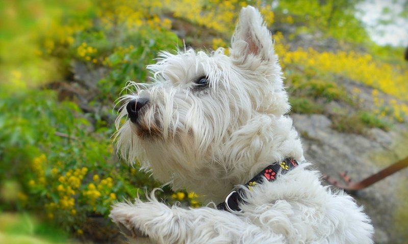 Обои мордочка, взгляд, собака, щенок, ошейник, желтые цветы, вест-хайленд-уайт-терьер, muzzle, look, dog, puppy, collar, yellow flowers, the west highland white terrier разрешение 2575x1581 Загрузить