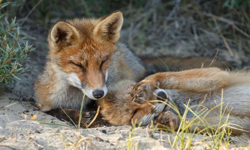 Обои трава, природа, лиса, лисица, закрытые глаза, лисицы, лисы, grass, nature, fox, closed eyes, foxes разрешение 1920x1200 Загрузить
