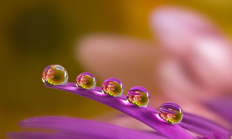 Обои макро, цветок, капли, лепестки, размытость, капля воды, miki asai, macro, flower, drops, petals, blur, a drop of water разрешение 1920x1200 Загрузить