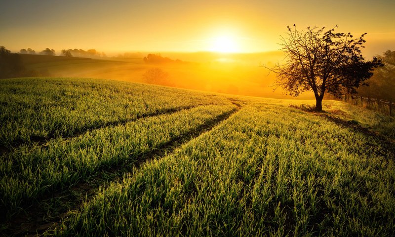 Обои небо, солнце, природа, дерево, растения, поля, туман, поле, the sky, the sun, nature, tree, plants, field, fog разрешение 2880x1800 Загрузить