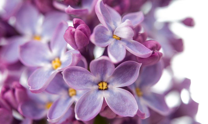 Обои цветение, весна, сирень, цветки, крупным планом, flowering, spring, lilac, flowers, closeup разрешение 1920x1200 Загрузить