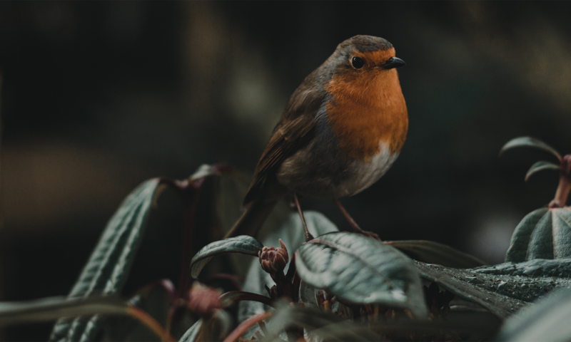 Обои природа, листья, птица, клюв, зарянка, малиновка, nature, leaves, bird, beak, robin разрешение 1920x1080 Загрузить