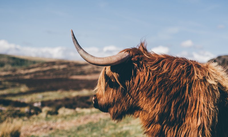 Обои профиль, рога, корова, бык, як, profile, horns, cow, bull, yak разрешение 2560x1440 Загрузить