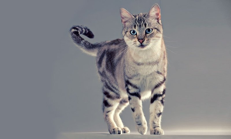 Обои глаза, фон, кот, усы, лапы, кошка, взгляд, хвост, eyes, background, cat, mustache, paws, look, tail разрешение 1920x1080 Загрузить