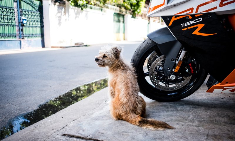 Обои город, собака, улица, мотоцикл, пес, the city, dog, street, motorcycle разрешение 2500x1667 Загрузить
