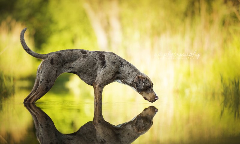 Обои вода, отражение, собака, catahoula leopard dog, леопардовая собака катахулы, water, reflection, dog, the catahoula leopard dog разрешение 1920x1200 Загрузить