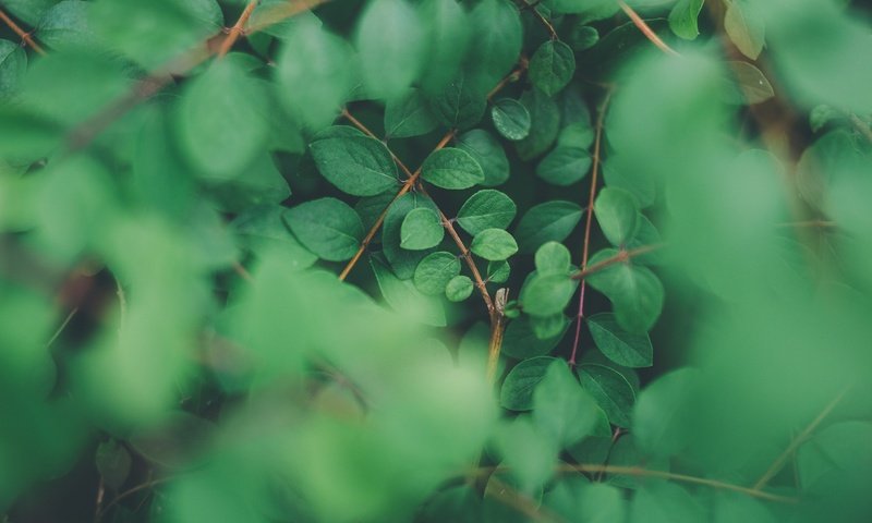 Обои природа, листья, ветки, размытость, растение, nature, leaves, branches, blur, plant разрешение 2048x1365 Загрузить