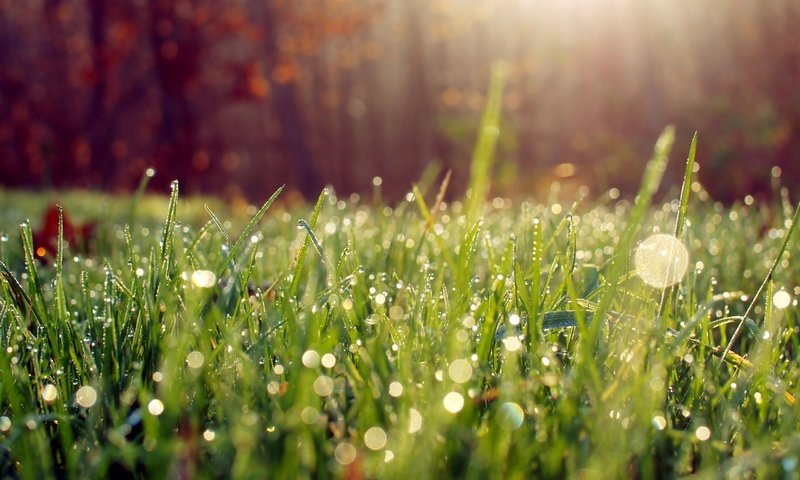 Обои трава, роса, капли, grass, rosa, drops разрешение 2560x1600 Загрузить