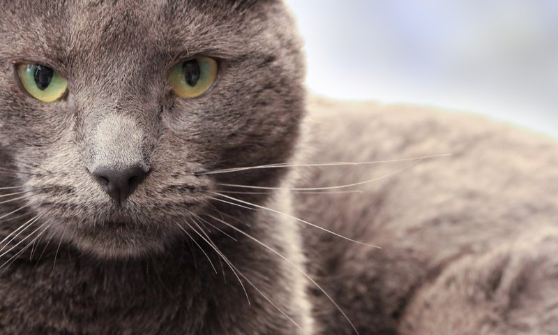 Обои глаза, морда, кот, усы, кошка, взгляд, eyes, face, cat, mustache, look разрешение 5184x3456 Загрузить