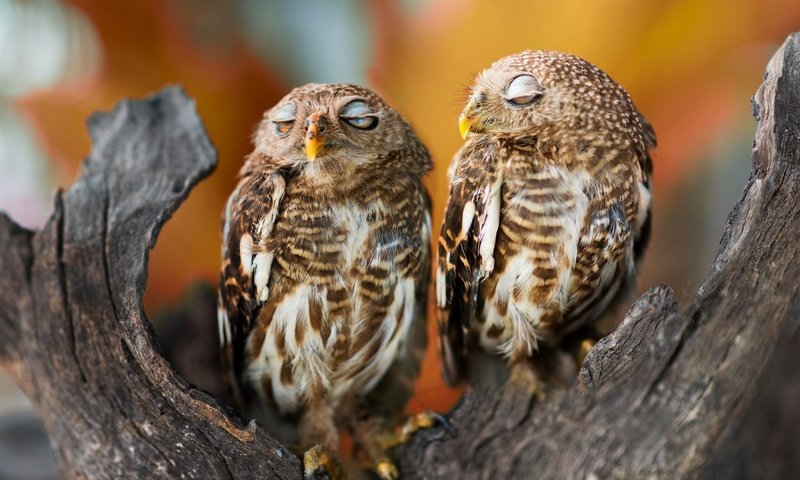 Обои дерево, сон, птицы, клюв, перья, совы, tree, sleep, birds, beak, feathers, owls разрешение 2048x1322 Загрузить