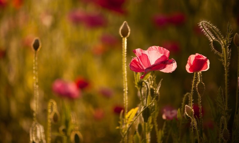 Обои свет, цветы, маки, боке, light, flowers, maki, bokeh разрешение 2048x1365 Загрузить