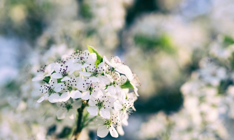 Обои цветы, ветка, цветение, размытость, весна, боке, flowers, branch, flowering, blur, spring, bokeh разрешение 4608x3456 Загрузить