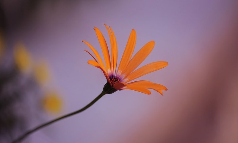 Обои природа, макро, цветок, лепестки, стебель, крупным планом, nature, macro, flower, petals, stem, closeup разрешение 2048x1436 Загрузить