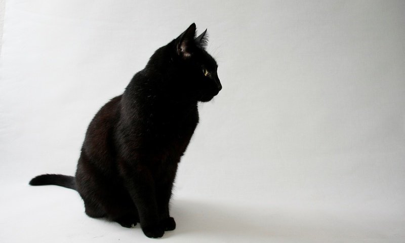 Обои глаза, фон, кот, кошка, взгляд, черный, eyes, background, cat, look, black разрешение 1920x1200 Загрузить