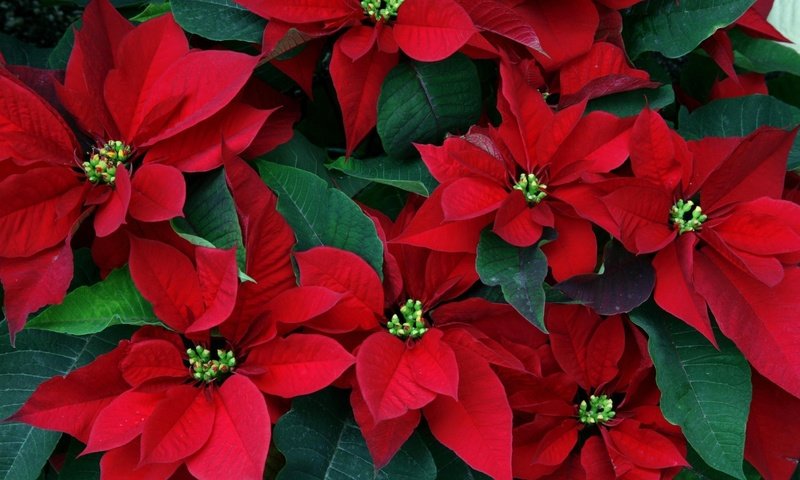 Обои цветы, листья, пуансеттия, рождественская звезда, flowers, leaves, poinsettia, christmas star разрешение 1999x1333 Загрузить