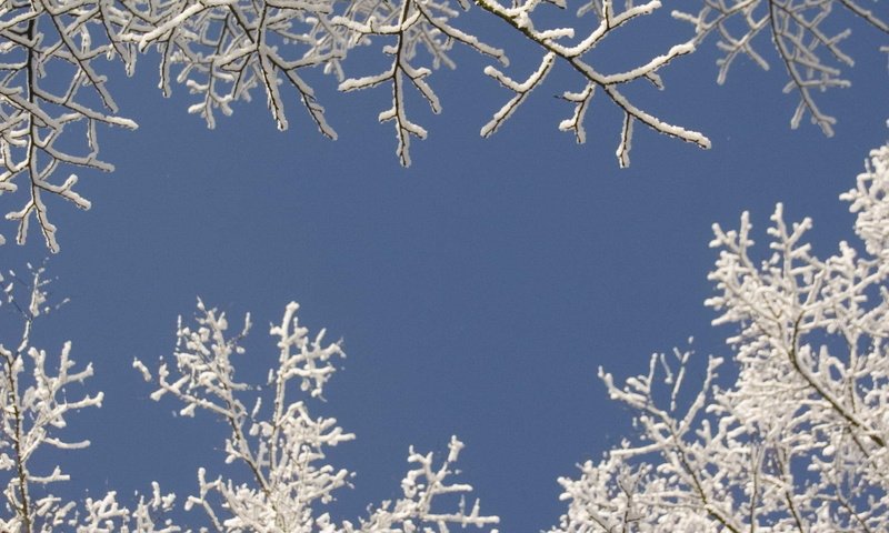 Обои небо, снег, дерево, зима, ветки, the sky, snow, tree, winter, branches разрешение 1920x1080 Загрузить
