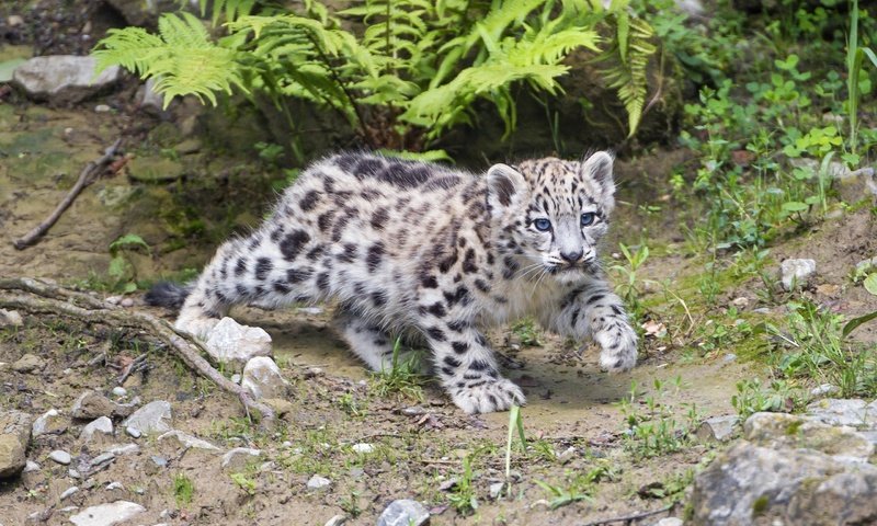 Обои камни, животные, котенок, снежный барс, ирбис, детеныш, stones, animals, kitty, snow leopard, irbis, cub разрешение 2560x1600 Загрузить