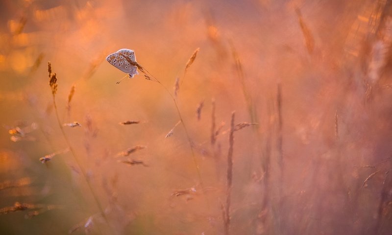 Обои трава, природа, насекомое, фон, бабочка, крылья, grass, nature, insect, background, butterfly, wings разрешение 1920x1080 Загрузить