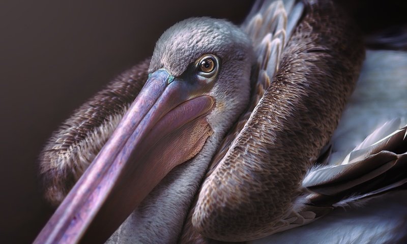 Обои птица, клюв, пеликан, bird, beak, pelican разрешение 2560x1920 Загрузить