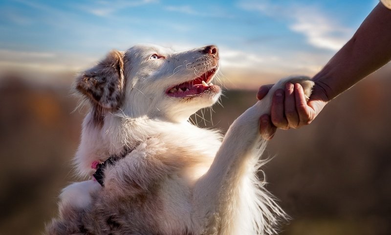 Обои рука, человек, собака, профиль, лапа, австралийская овчарка, hand, people, dog, profile, paw, australian shepherd разрешение 1920x1200 Загрузить