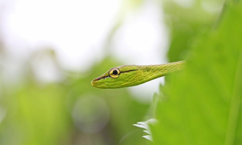 Обои листья, макро, змея, глаз, виноградник, leaves, macro, snake, eyes, vineyard разрешение 2560x1600 Загрузить