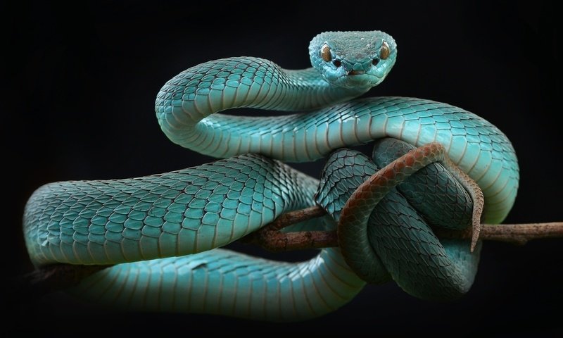 Обои змея, черный фон, рептилия, пресмыкающиеся, мамба, snake, black background, reptile, reptiles, mamba разрешение 1920x1200 Загрузить