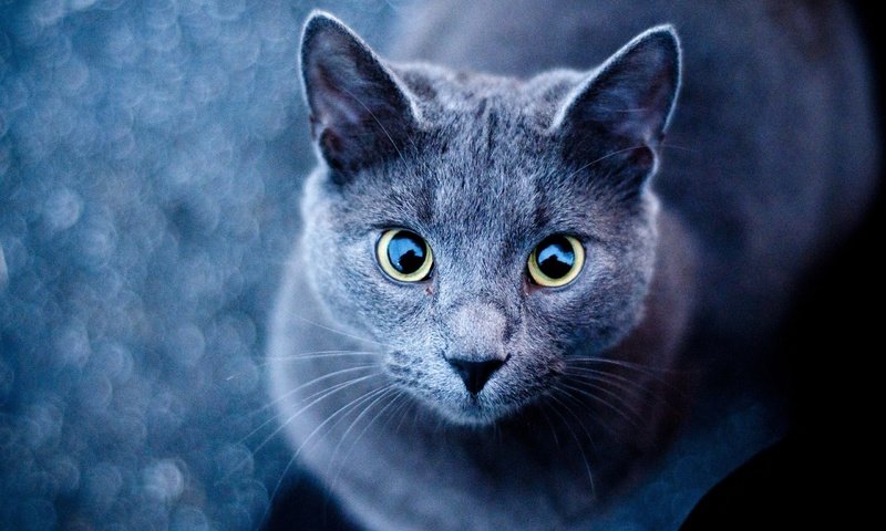 Обои глаза, фон, усы, кошка, взгляд, голубая, русская, eyes, background, mustache, cat, look, blue, russian разрешение 2560x1600 Загрузить