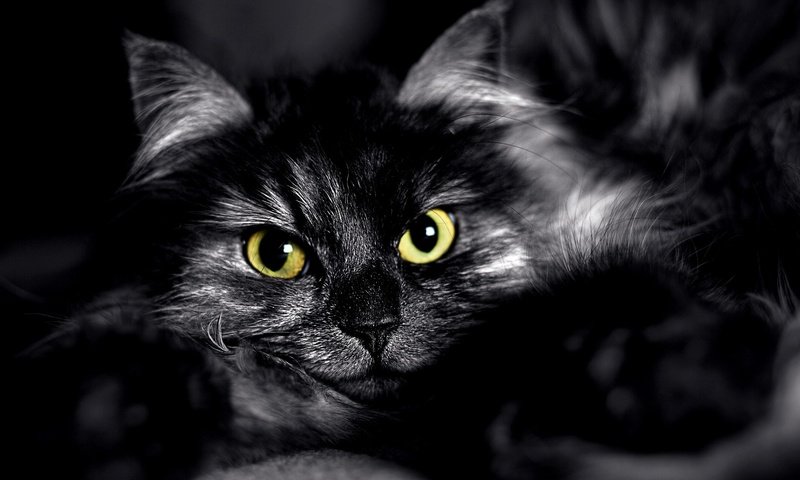 Обои глаза, кот, мордочка, взгляд, чёрно-белое, пушистый, черный, eyes, cat, muzzle, look, black and white, fluffy, black разрешение 1920x1200 Загрузить