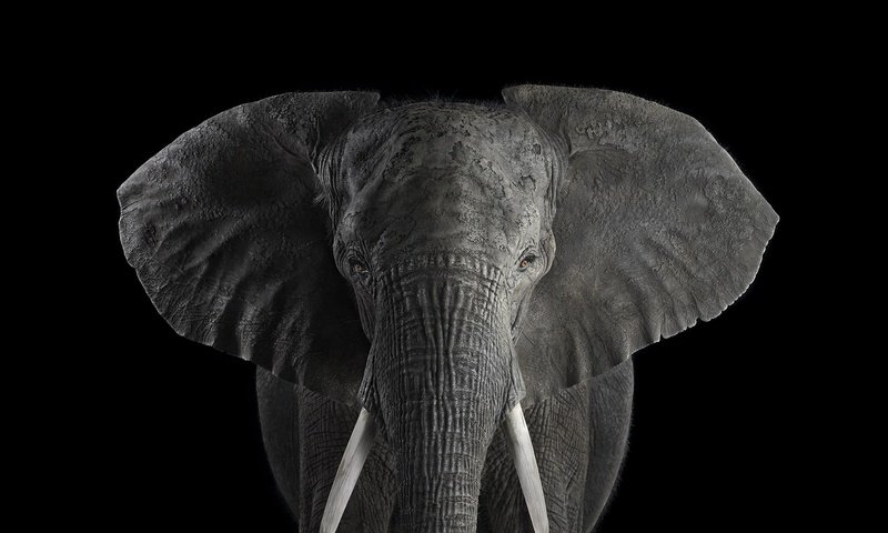 Обои слон, чёрно-белое, африканский слон, брэд уилсон, elephant, black and white, african elephant, brad wilson разрешение 2000x1364 Загрузить