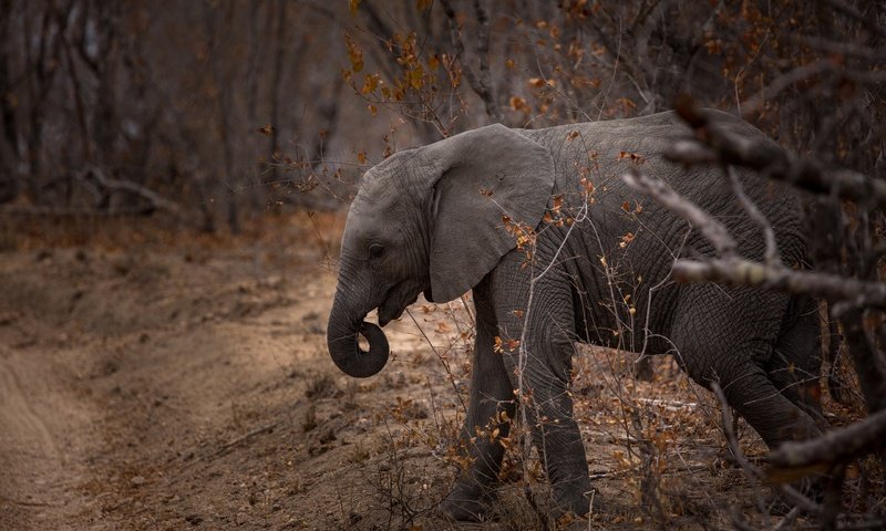 Обои природа, слон, хобот, слоненок, nature, elephant, trunk разрешение 2560x1600 Загрузить