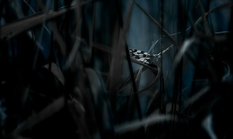 Обои трава, насекомое, бабочка, крылья, темнота, grass, insect, butterfly, wings, darkness разрешение 1920x1200 Загрузить